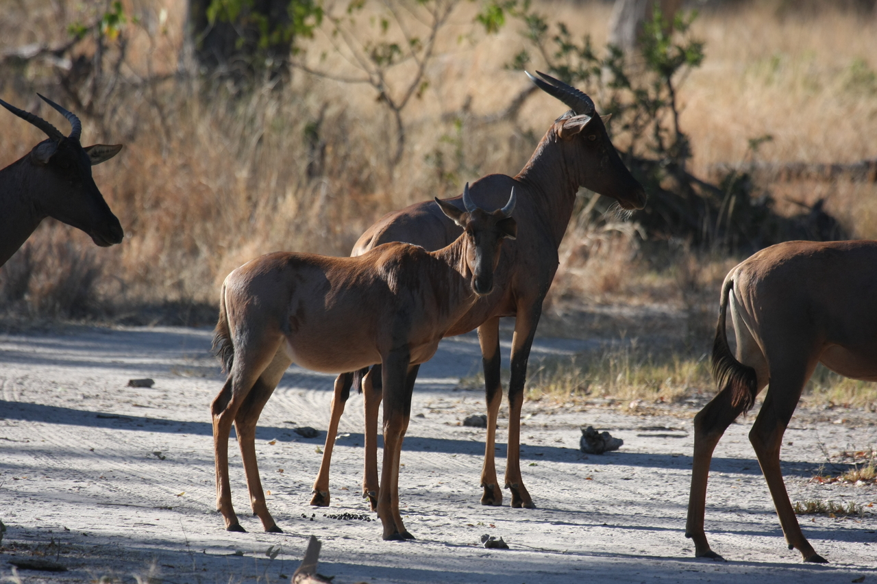 [20711] 2016_06_29_02_52_36_Africa_Canon_EOS_40D_IMG__00455.jpg