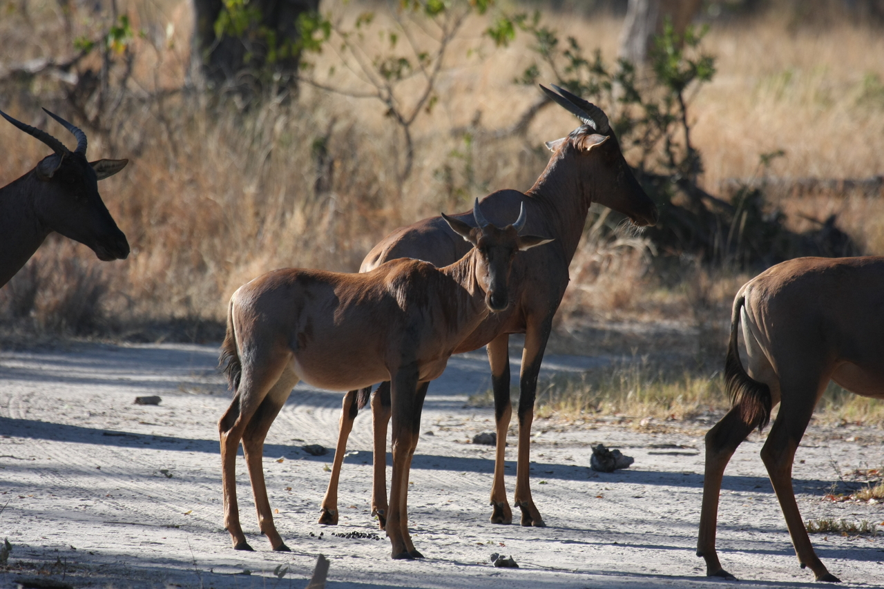 [20715] 2016_06_29_02_52_36_Africa_Canon_EOS_40D_IMG__03698.jpg