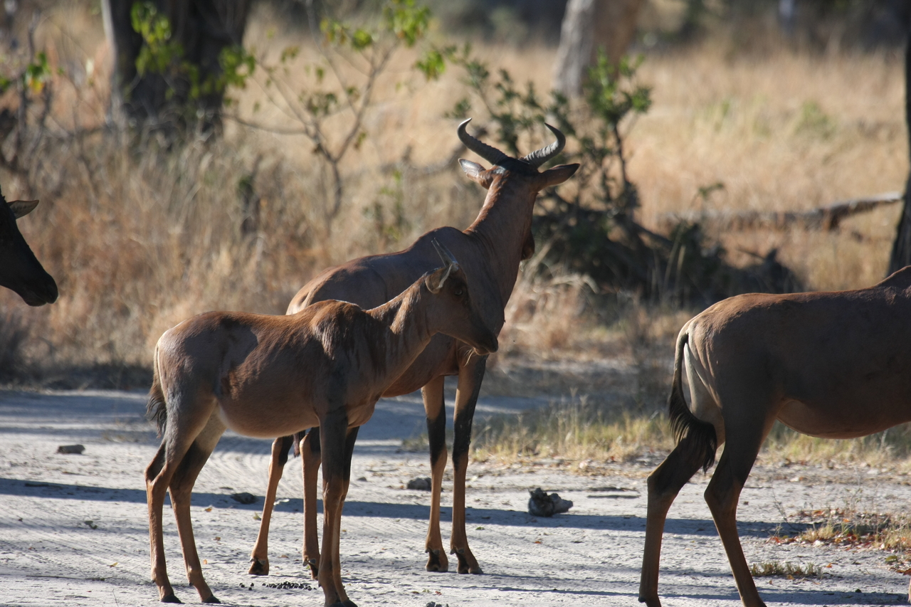 [20720] 2016_06_29_02_52_42_Africa_Canon_EOS_40D_IMG__00458.jpg