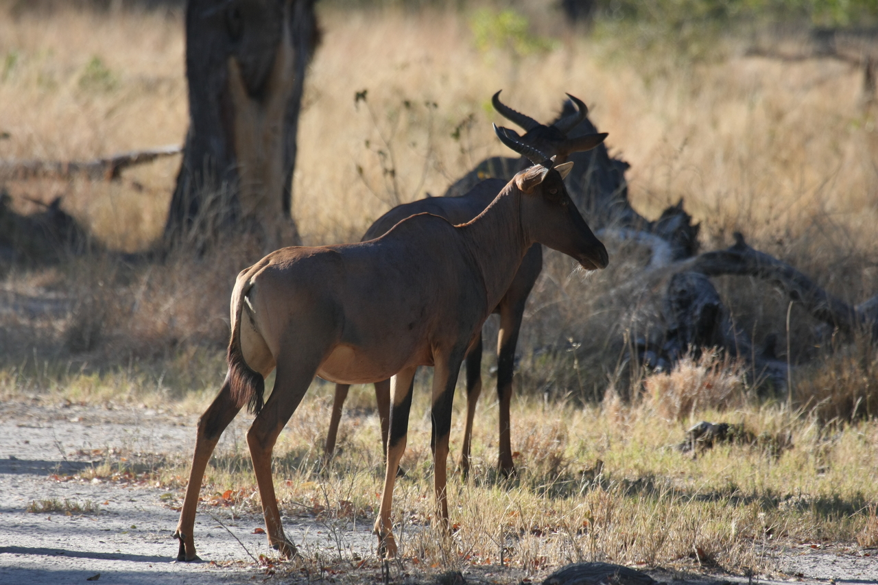 [20727] 2016_06_29_02_52_56_Africa_Canon_EOS_40D_IMG__00461.jpg