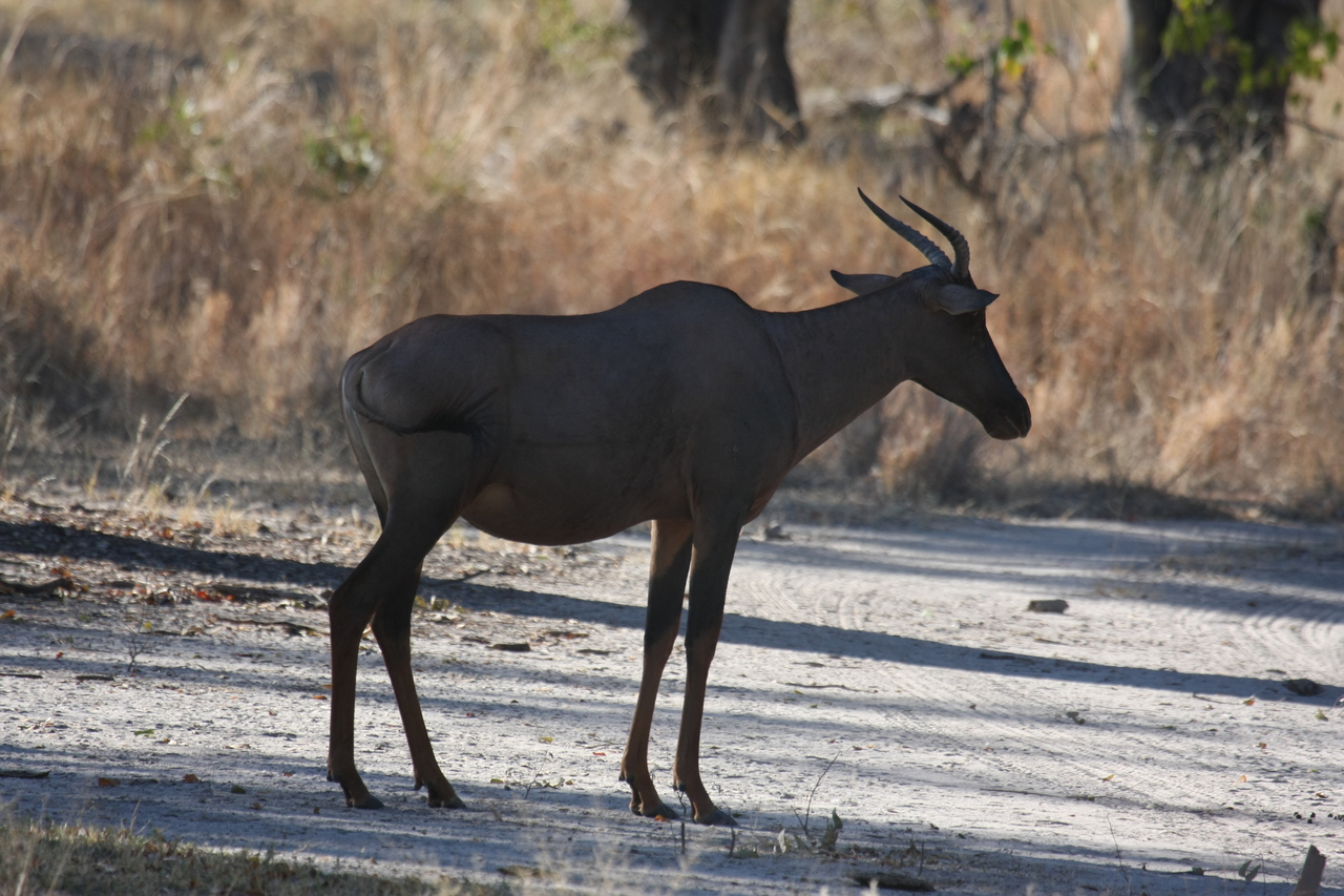 [20732] 2016_06_29_02_53_06_Africa_Canon_EOS_40D_IMG__00462.jpg