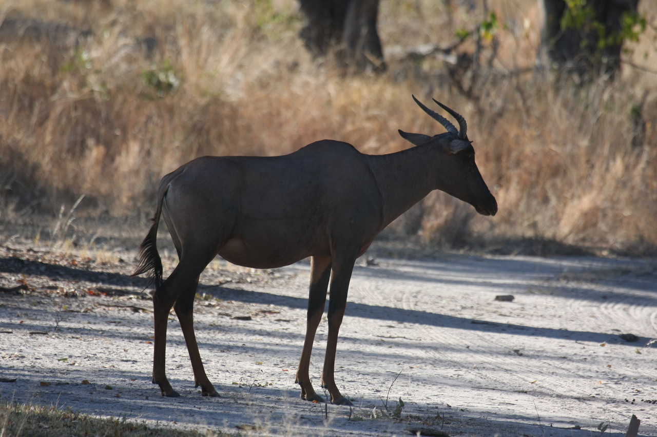 [20735] 2016_06_29_02_53_06_Africa_Canon_EOS_40D_IMG__03706.jpg