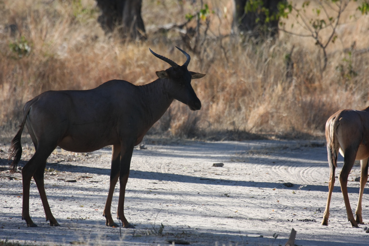 [20739] 2016_06_29_02_53_27_Africa_Canon_EOS_40D_IMG__03707.jpg
