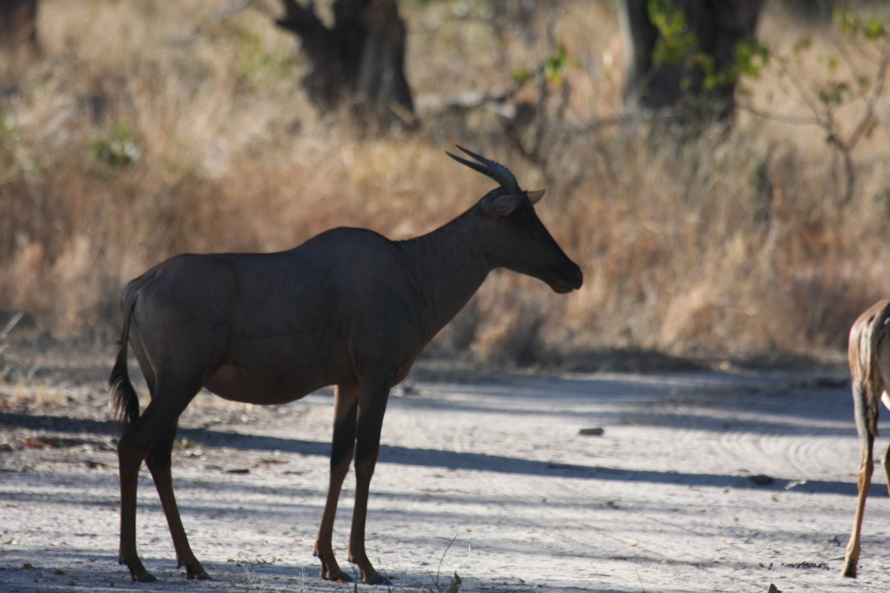 [20746] 2016_06_29_02_53_31_Africa_Canon_EOS_40D_IMG__11156.jpg