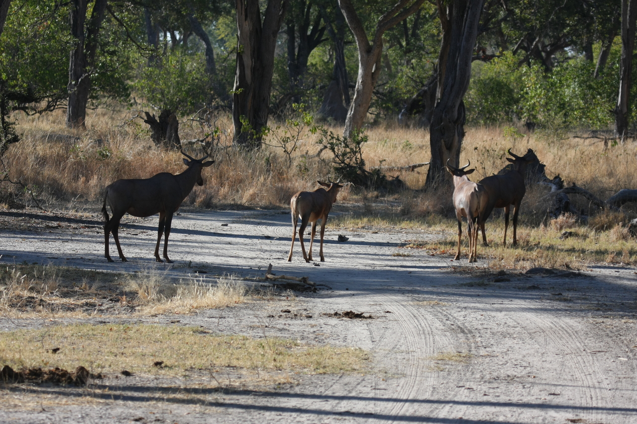 [20751] 2016_06_29_02_53_42_Africa_Canon_EOS_40D_IMG__11157.jpg