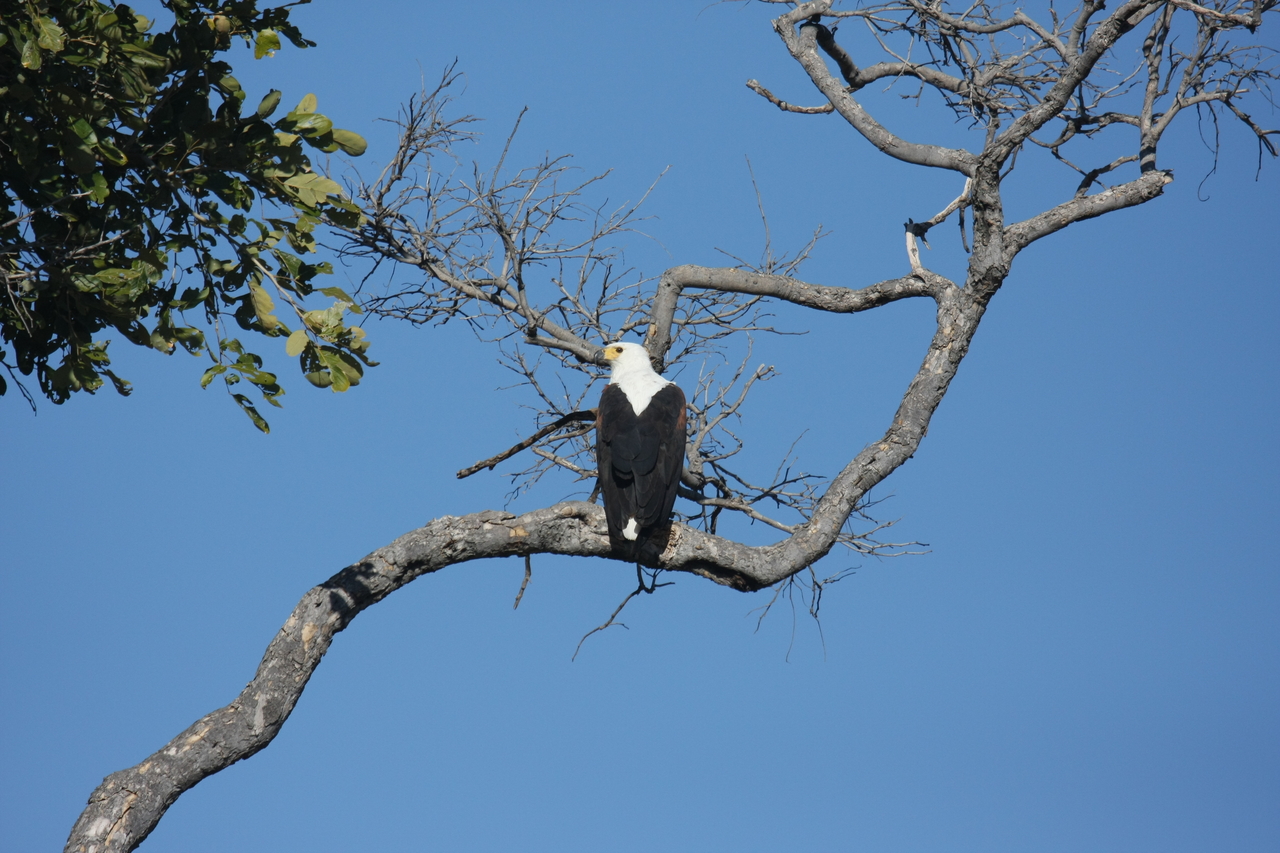 [20754] 2016_06_29_02_59_23_Africa_Canon_EOS_40D_IMG__00471.jpg