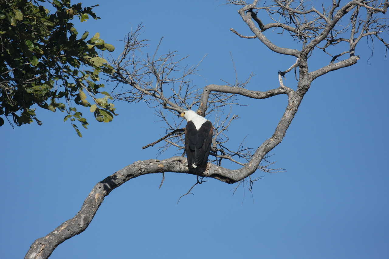 [20765] 2016_06_29_02_59_29_Africa_Canon_EOS_40D_IMG__11161.jpg