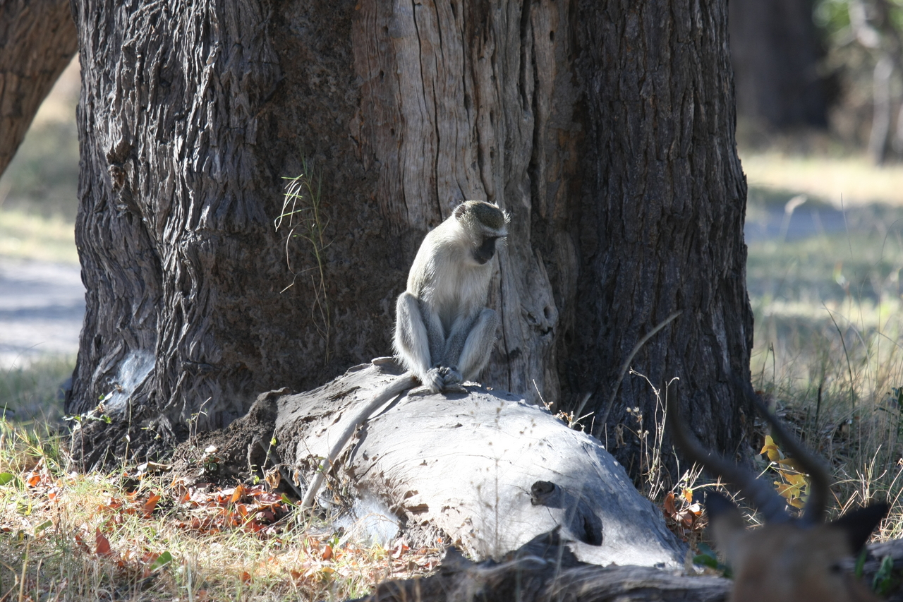 [20768] 2016_06_29_03_06_52_Africa_Canon_EOS_40D_IMG__00476.jpg
