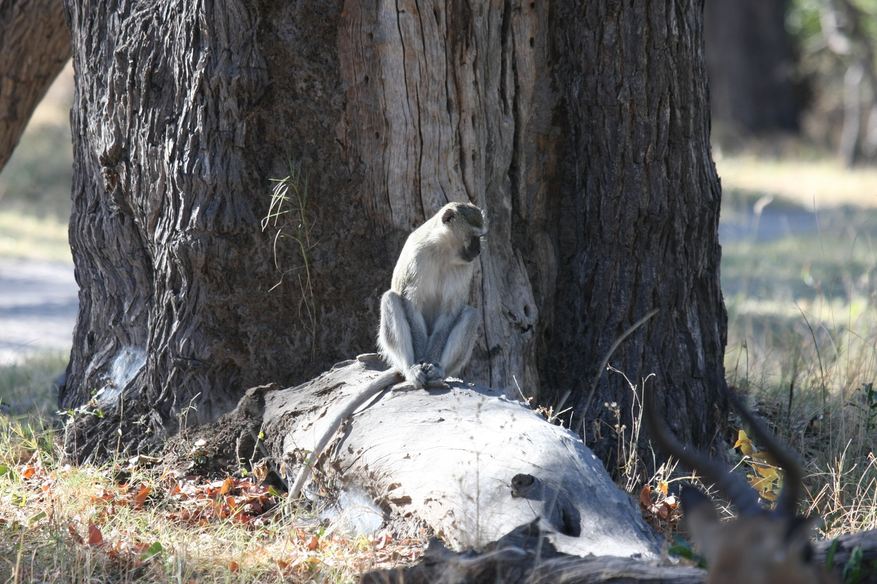 [20773] 2016_06_29_03_06_52_Africa_Canon_EOS_40D_IMG__03720.jpg