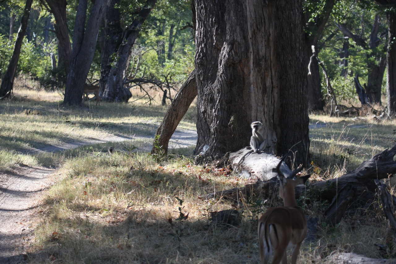 [20784] 2016_06_29_03_07_00_Africa_Canon_EOS_40D_IMG__11169.jpg