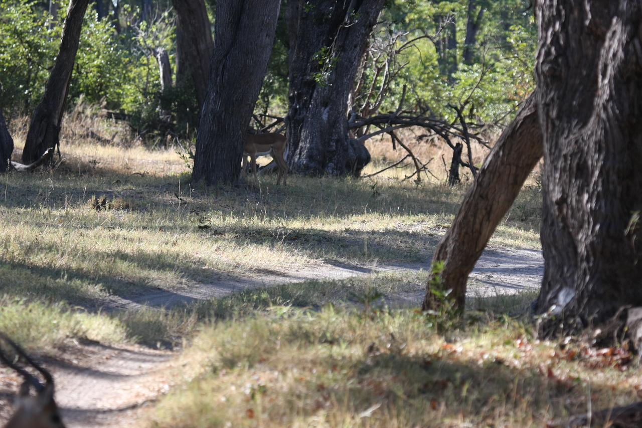[20790] 2016_06_29_03_07_03_Africa_Canon_EOS_40D_IMG__11171.jpg