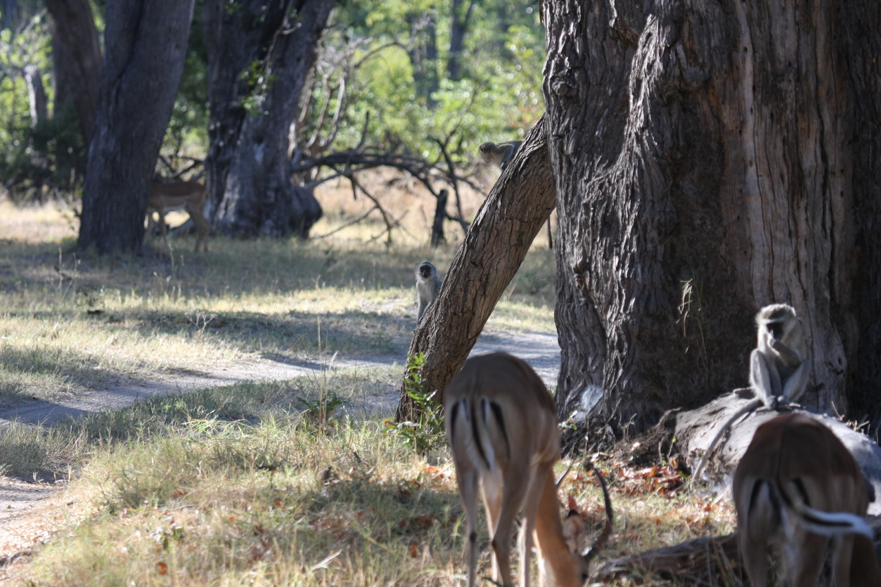 [20793] 2016_06_29_03_07_11_Africa_Canon_EOS_40D_IMG__00005.jpg