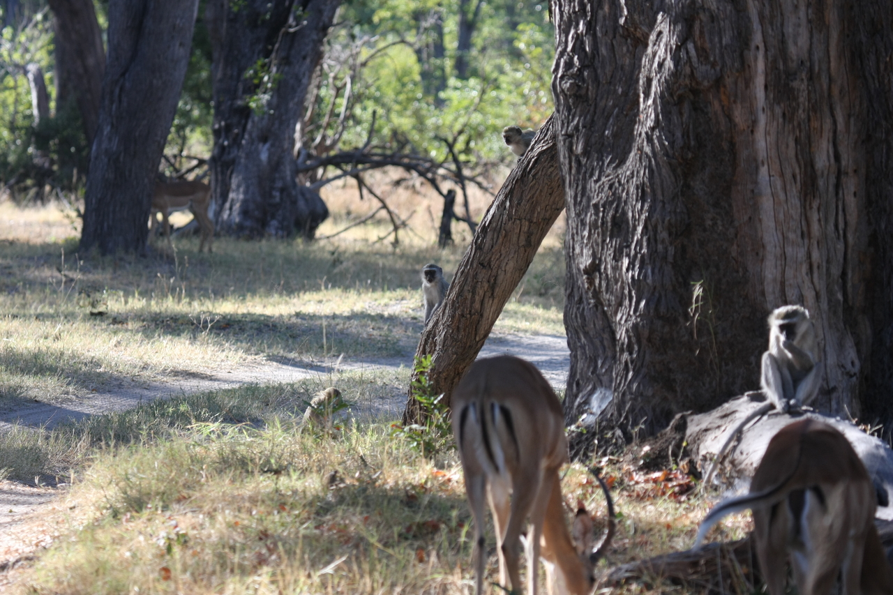 [20795] 2016_06_29_03_07_11_Africa_Canon_EOS_40D_IMG__03246.jpg