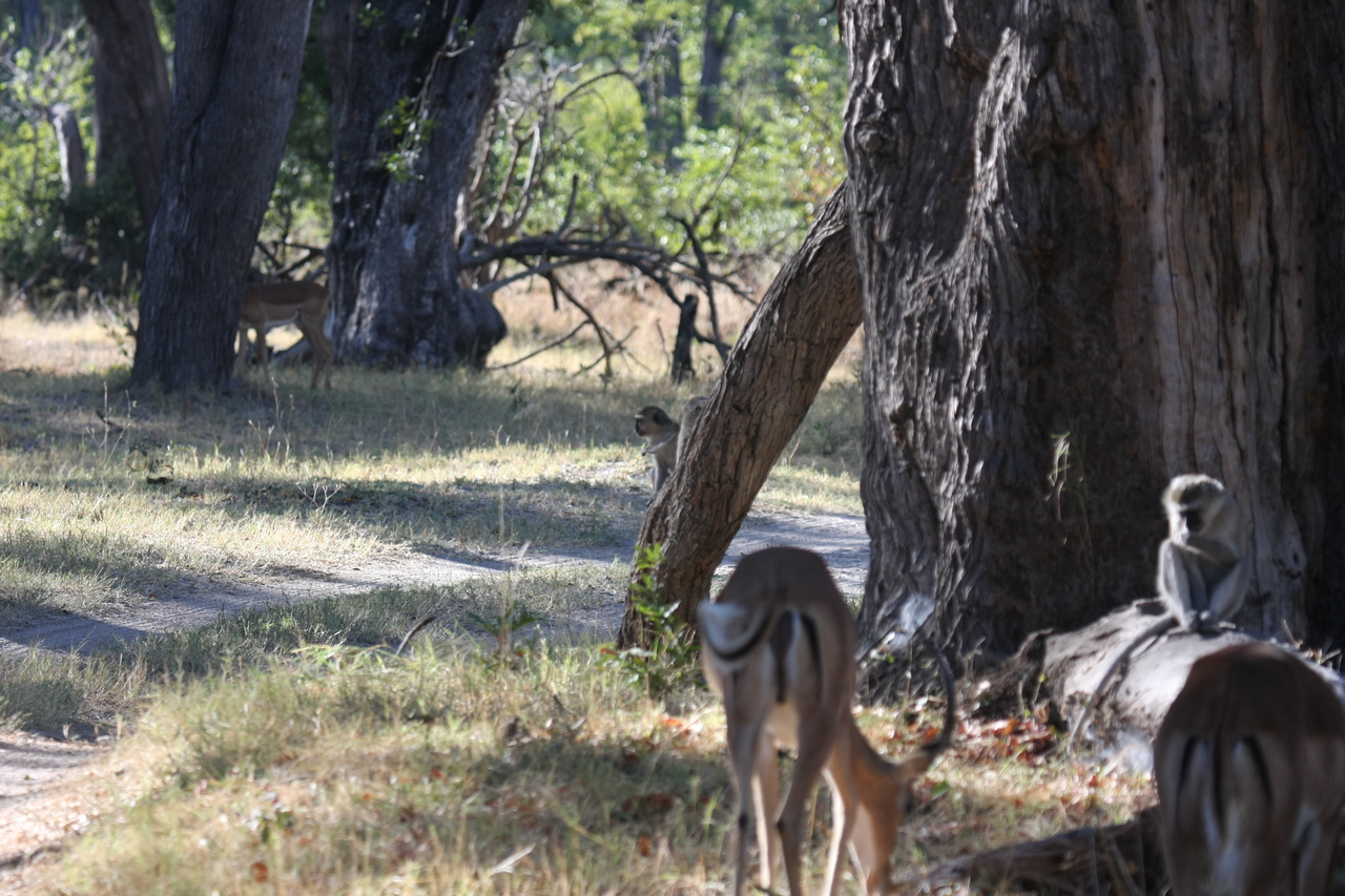 [20804] 2016_06_29_03_07_13_Africa_Canon_EOS_40D_IMG__00007.jpg