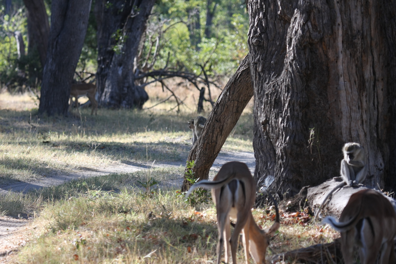 [20809] 2016_06_29_03_07_13_Africa_Canon_EOS_40D_IMG__10697.jpg