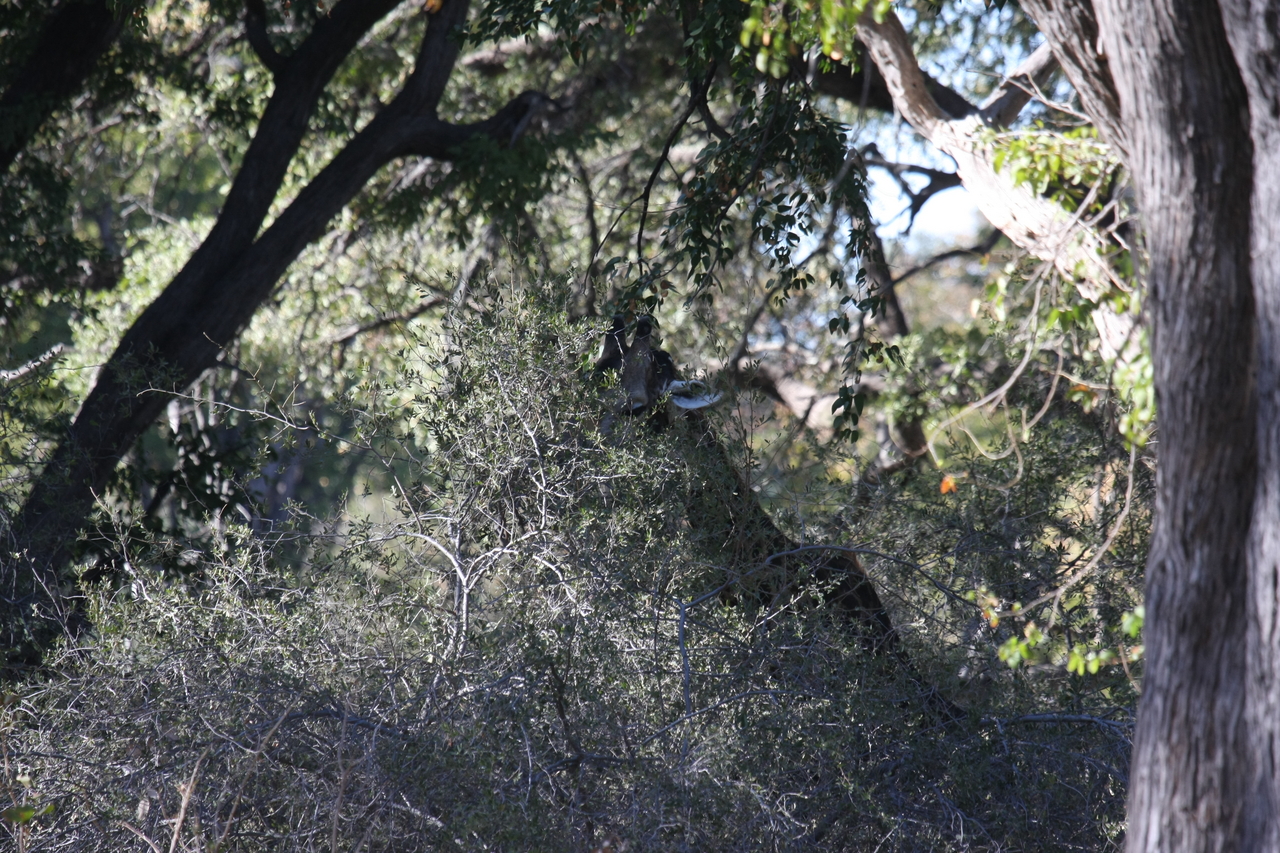 [20818] 2016_06_29_03_07_37_Africa_Canon_EOS_40D_IMG__10700.jpg