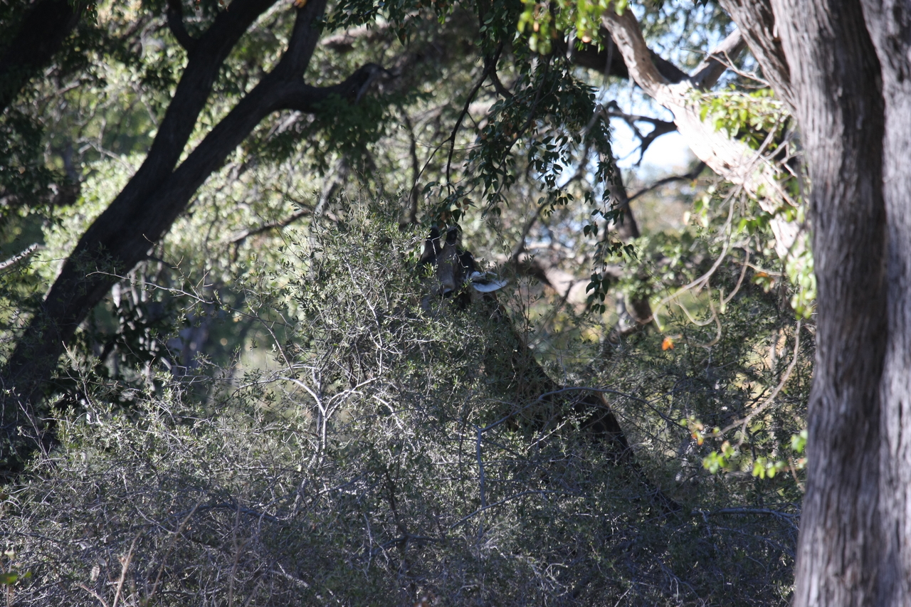 [20820] 2016_06_29_03_07_38_Africa_Canon_EOS_40D_IMG__03254.jpg