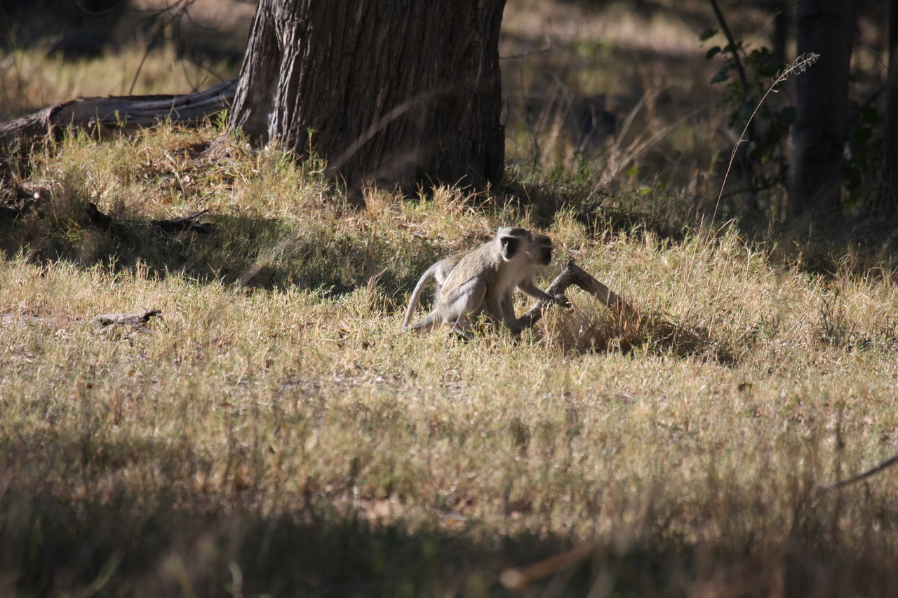 [20825] 2016_06_29_03_08_00_Africa_Canon_EOS_40D_IMG__00015.jpg