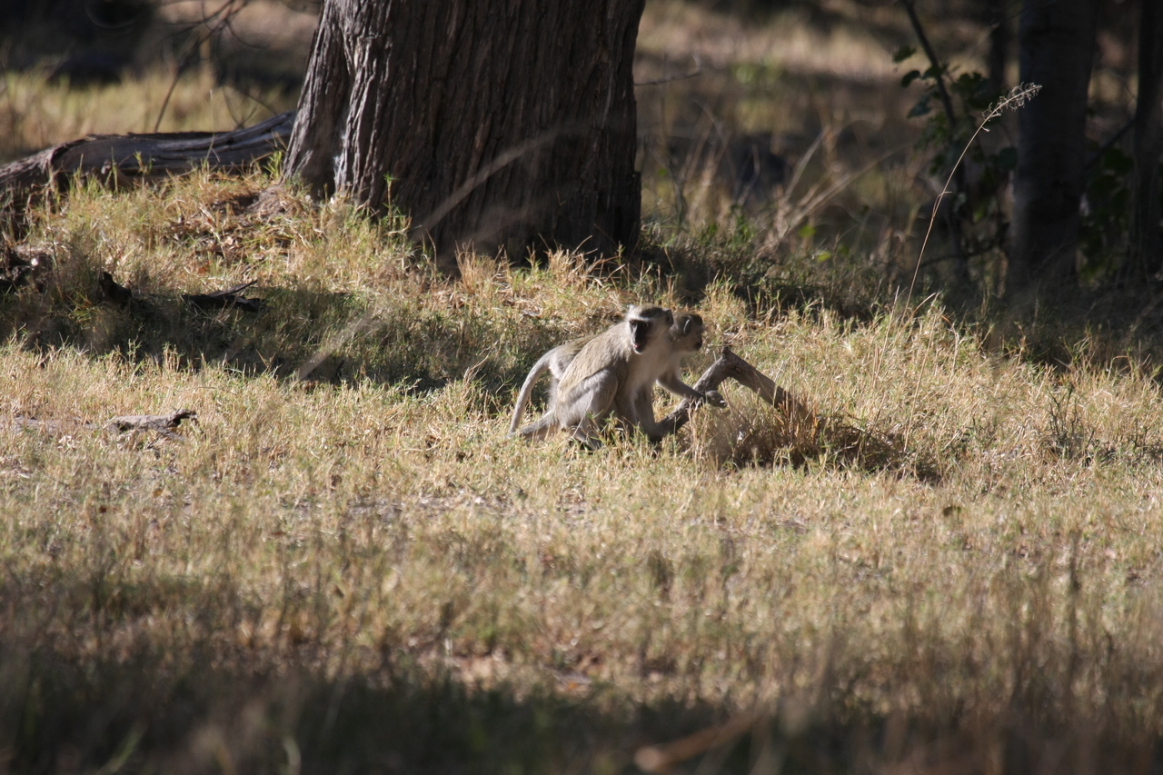 [20833] 2016_06_29_03_08_00_Africa_Canon_EOS_40D_IMG__10706.jpg