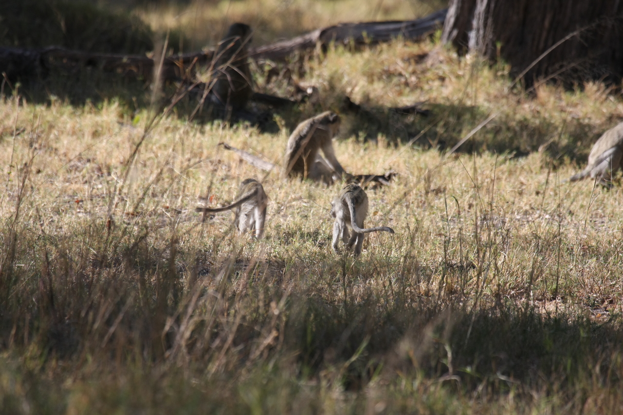 [20834] 2016_06_29_03_08_09_Africa_Canon_EOS_40D_IMG__00018.jpg