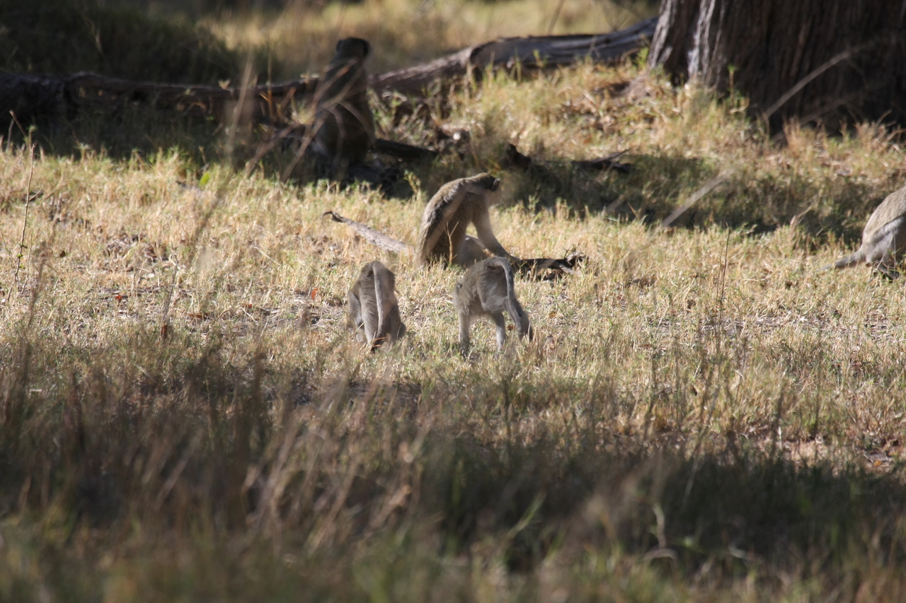 [20836] 2016_06_29_03_08_09_Africa_Canon_EOS_40D_IMG__00020.jpg