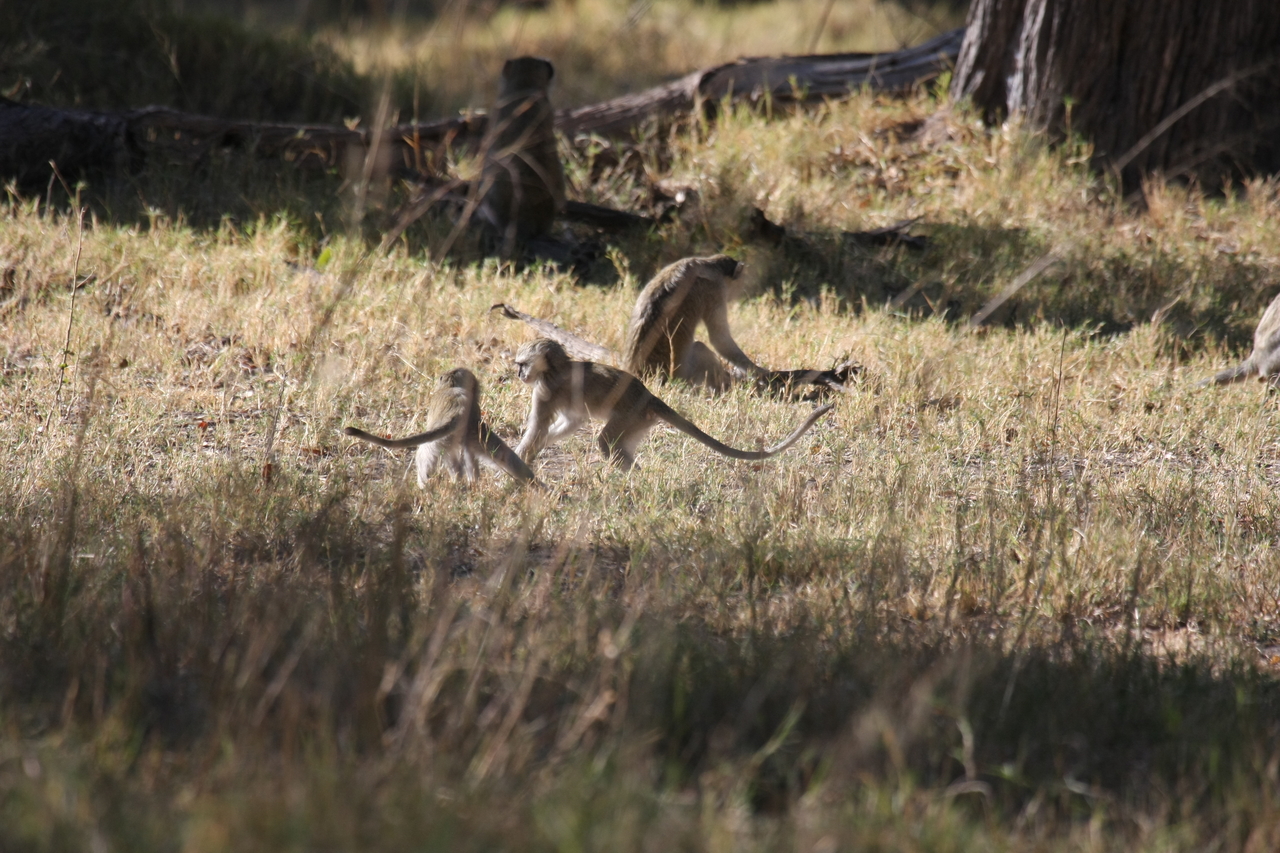 [20846] 2016_06_29_03_08_10_Africa_Canon_EOS_40D_IMG__03264.jpg