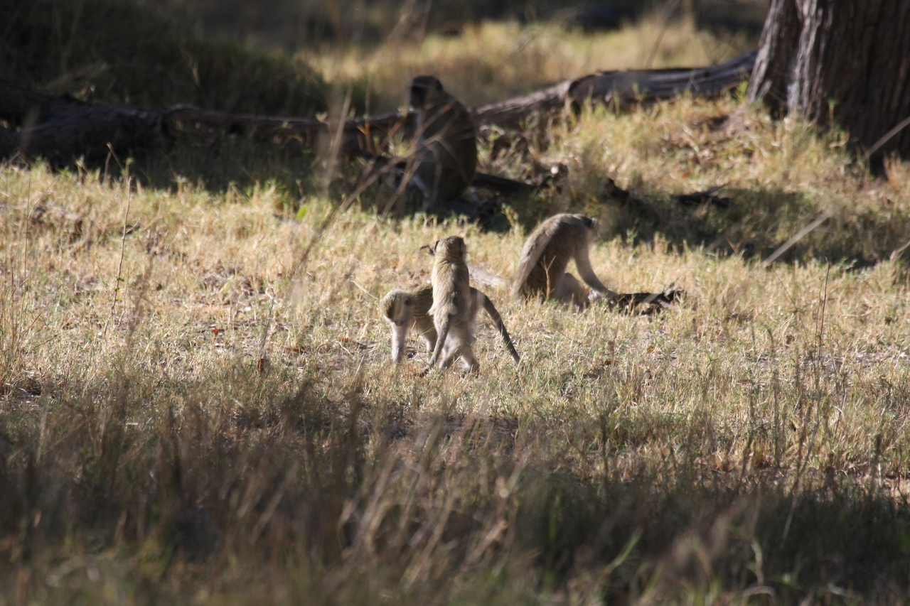 [20852] 2016_06_29_03_08_14_Africa_Canon_EOS_40D_IMG__03265.jpg