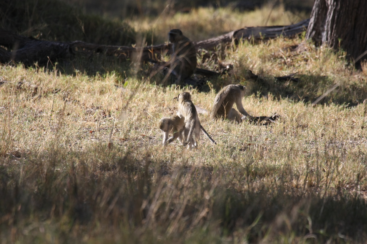 [20853] 2016_06_29_03_08_14_Africa_Canon_EOS_40D_IMG__03266.jpg