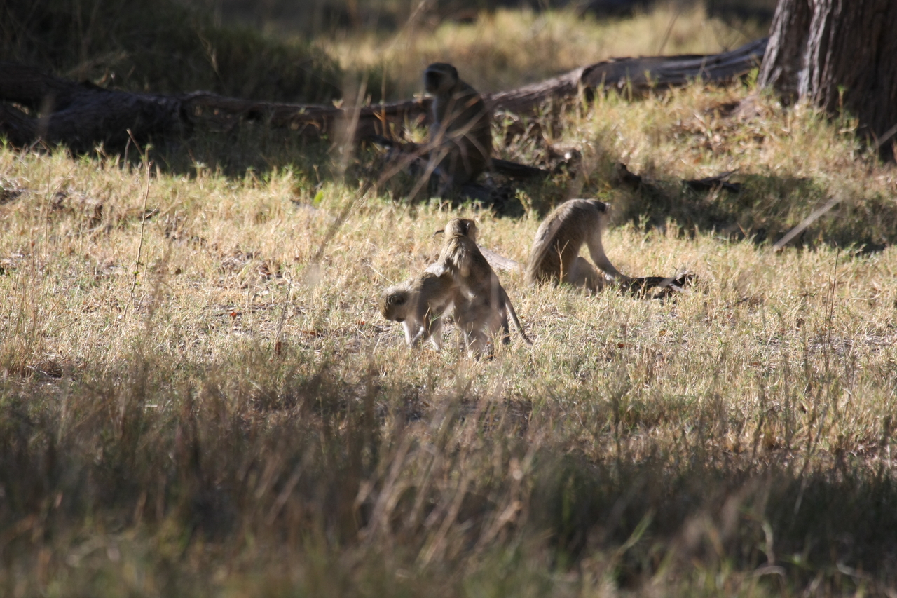 [20861] 2016_06_29_03_08_15_Africa_Canon_EOS_40D_IMG__03269.jpg