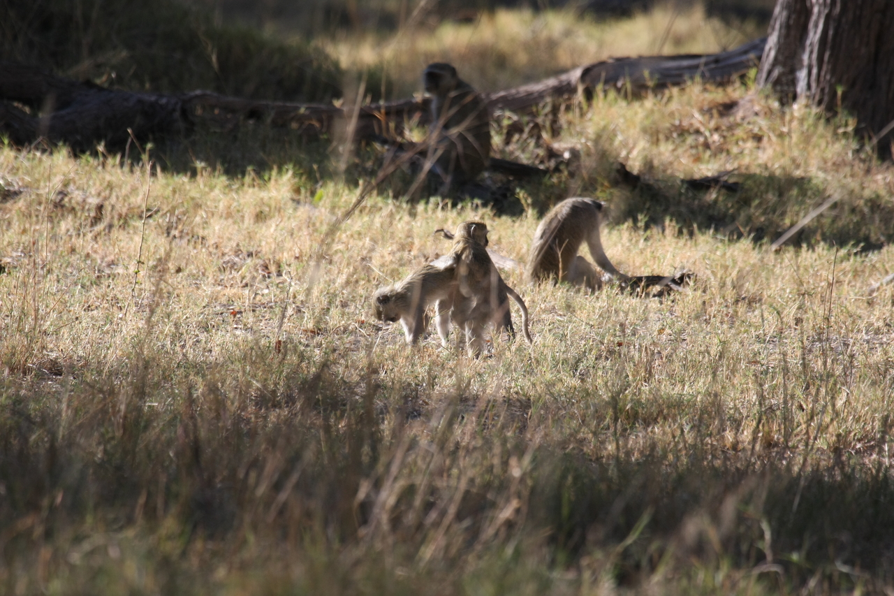 [20865] 2016_06_29_03_08_15_Africa_Canon_EOS_40D_IMG__10717.jpg