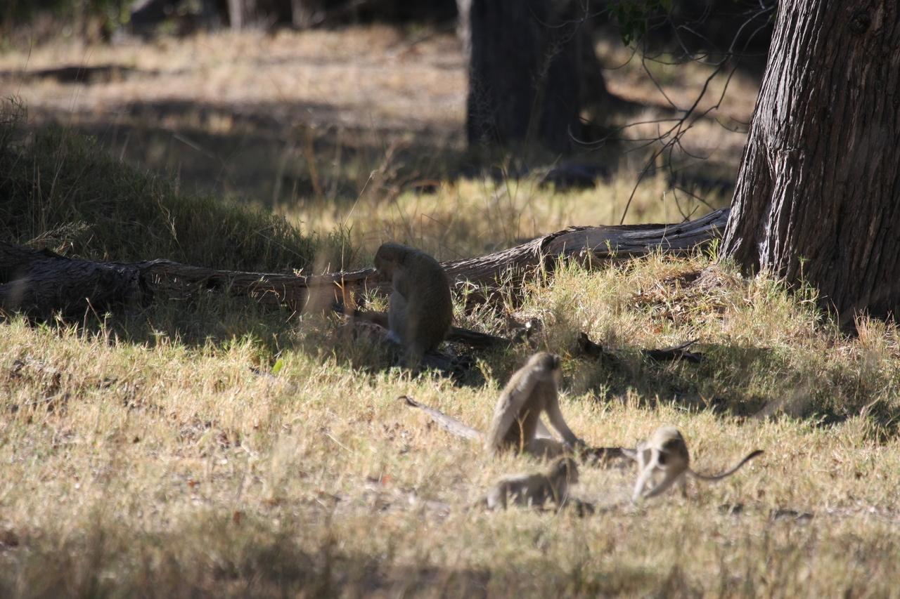 [20877] 2016_06_29_03_08_21_Africa_Canon_EOS_40D_IMG__03275.jpg
