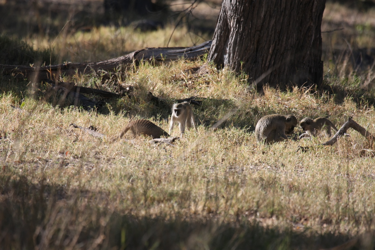 [20913] 2016_06_29_03_09_31_Africa_Canon_EOS_40D_IMG__03288.jpg
