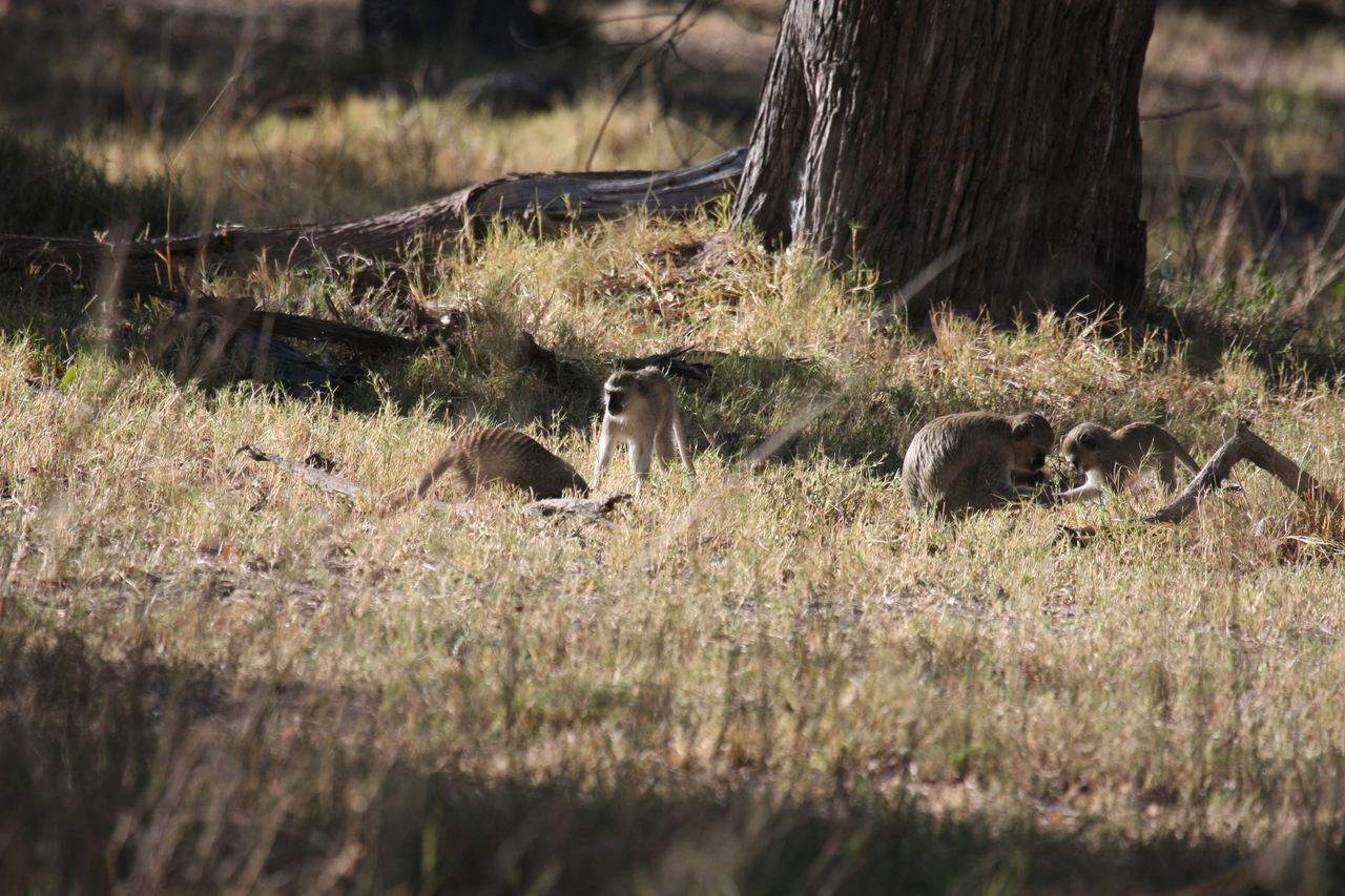 [20914] 2016_06_29_03_09_31_Africa_Canon_EOS_40D_IMG__03290.jpg