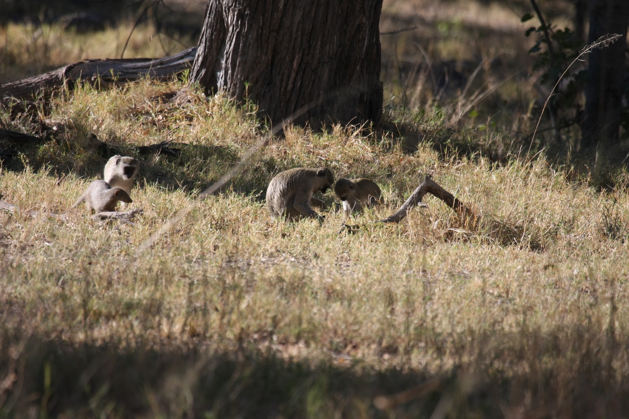 [20918] 2016_06_29_03_09_39_Africa_Canon_EOS_40D_IMG__00049.jpg