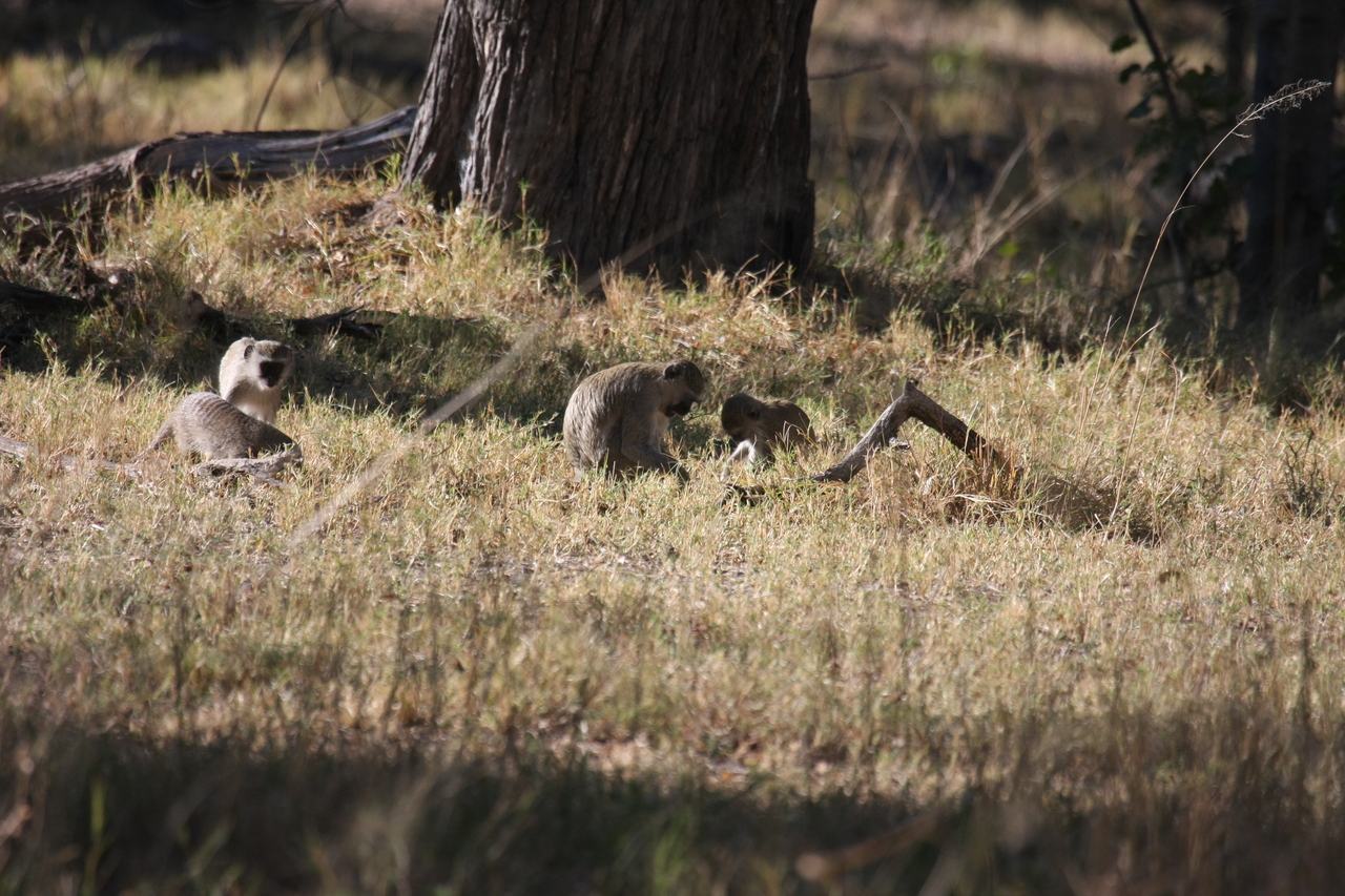 [20919] 2016_06_29_03_09_39_Africa_Canon_EOS_40D_IMG__00050.jpg