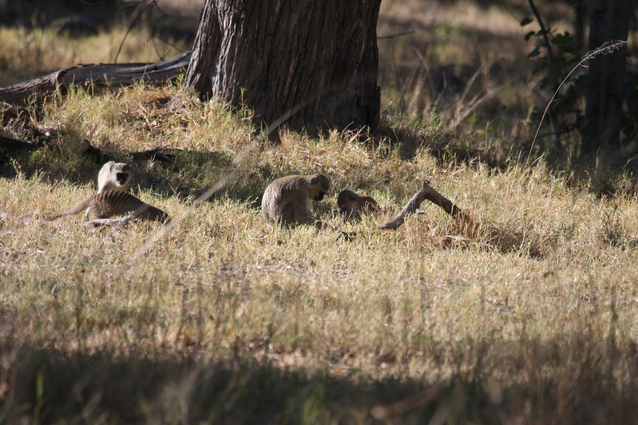 [20927] 2016_06_29_03_09_40_Africa_Canon_EOS_40D_IMG__00052.jpg