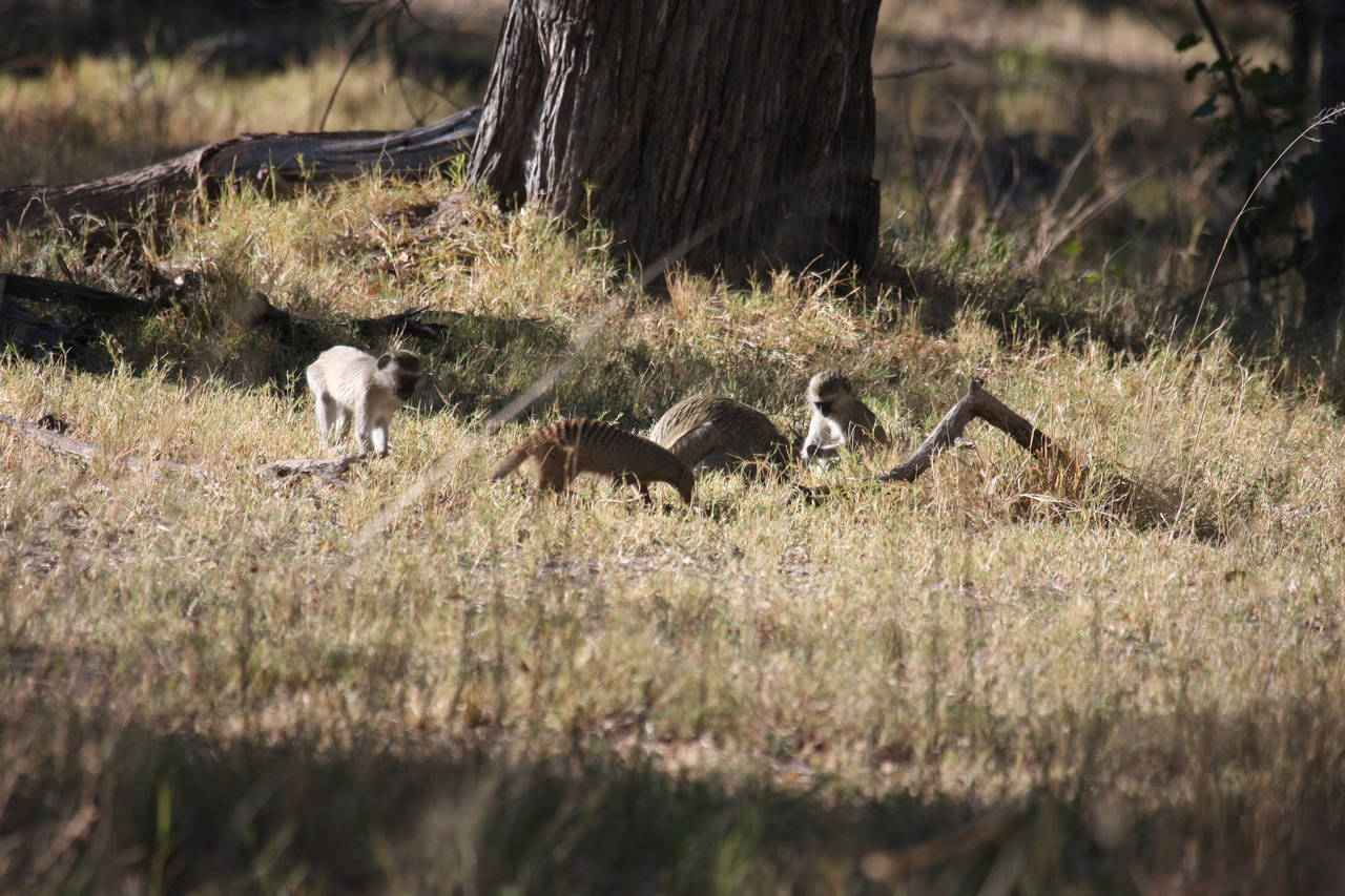 [20931] 2016_06_29_03_09_41_Africa_Canon_EOS_40D_IMG__03295.jpg