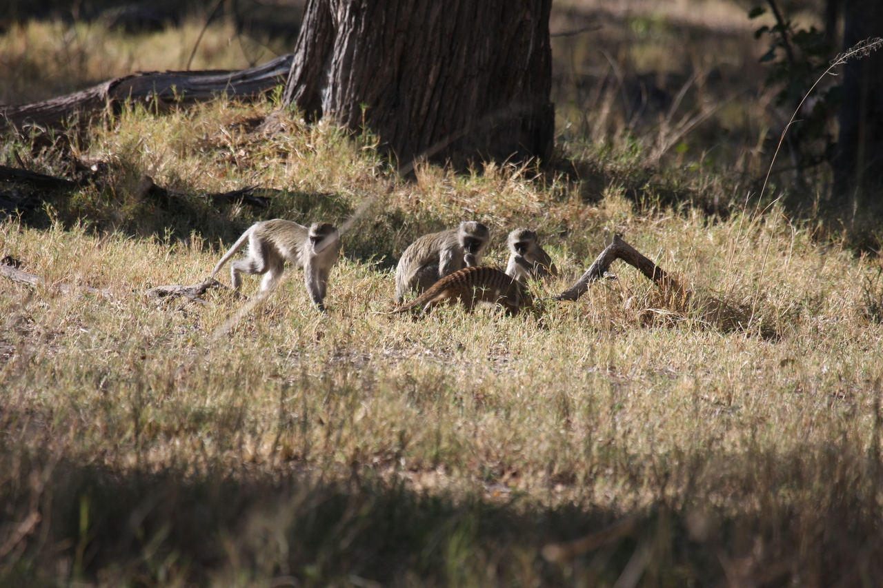 [20938] 2016_06_29_03_09_42_Africa_Canon_EOS_40D_IMG__03298.jpg