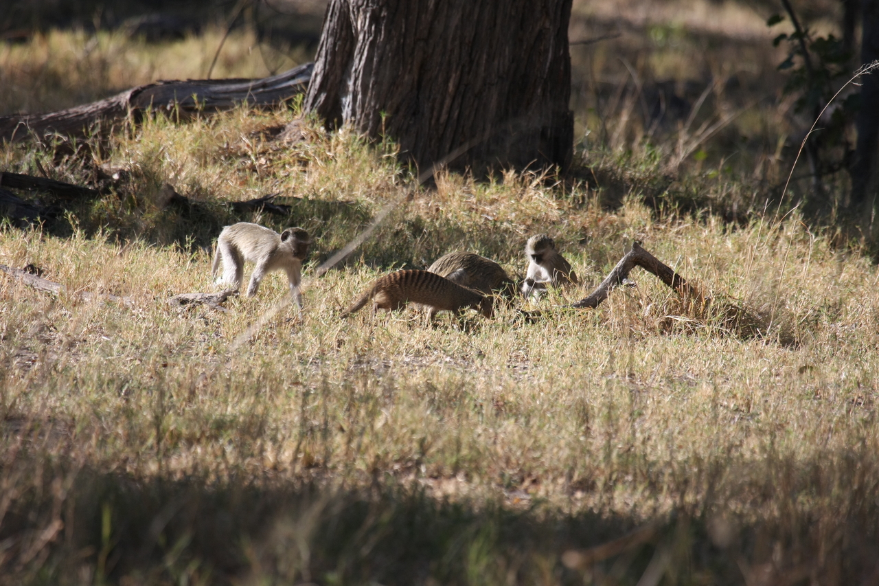 [20939] 2016_06_29_03_09_42_Africa_Canon_EOS_40D_IMG__10743.jpg