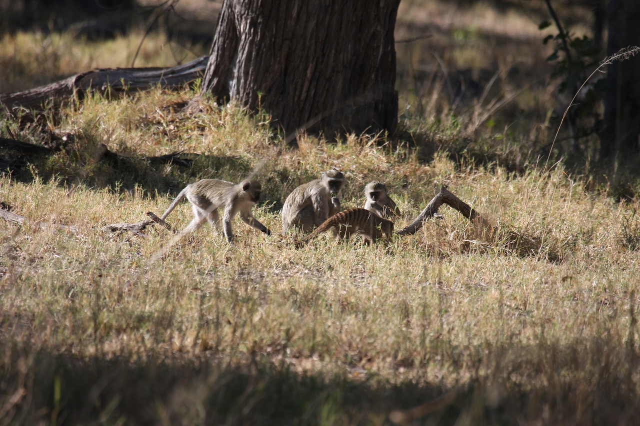 [20943] 2016_06_29_03_09_43_Africa_Canon_EOS_40D_IMG__03299.jpg
