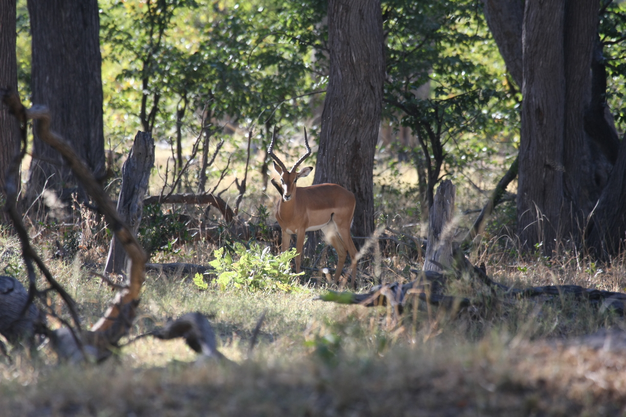 [20966] 2016_06_29_03_10_13_Africa_Canon_EOS_40D_IMG__00066.jpg