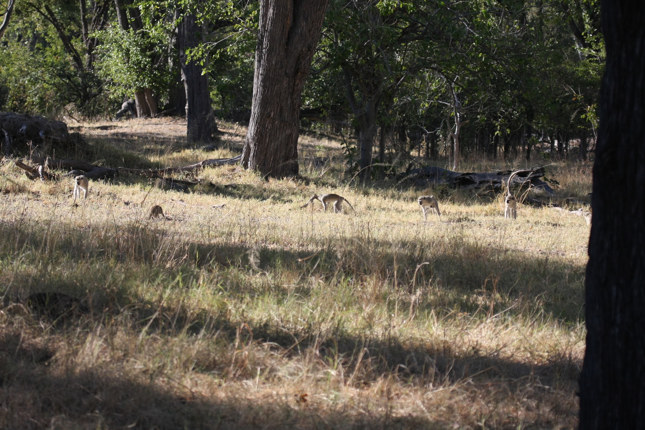 [20979] 2016_06_29_03_10_48_Africa_Canon_EOS_40D_IMG__10759.jpg