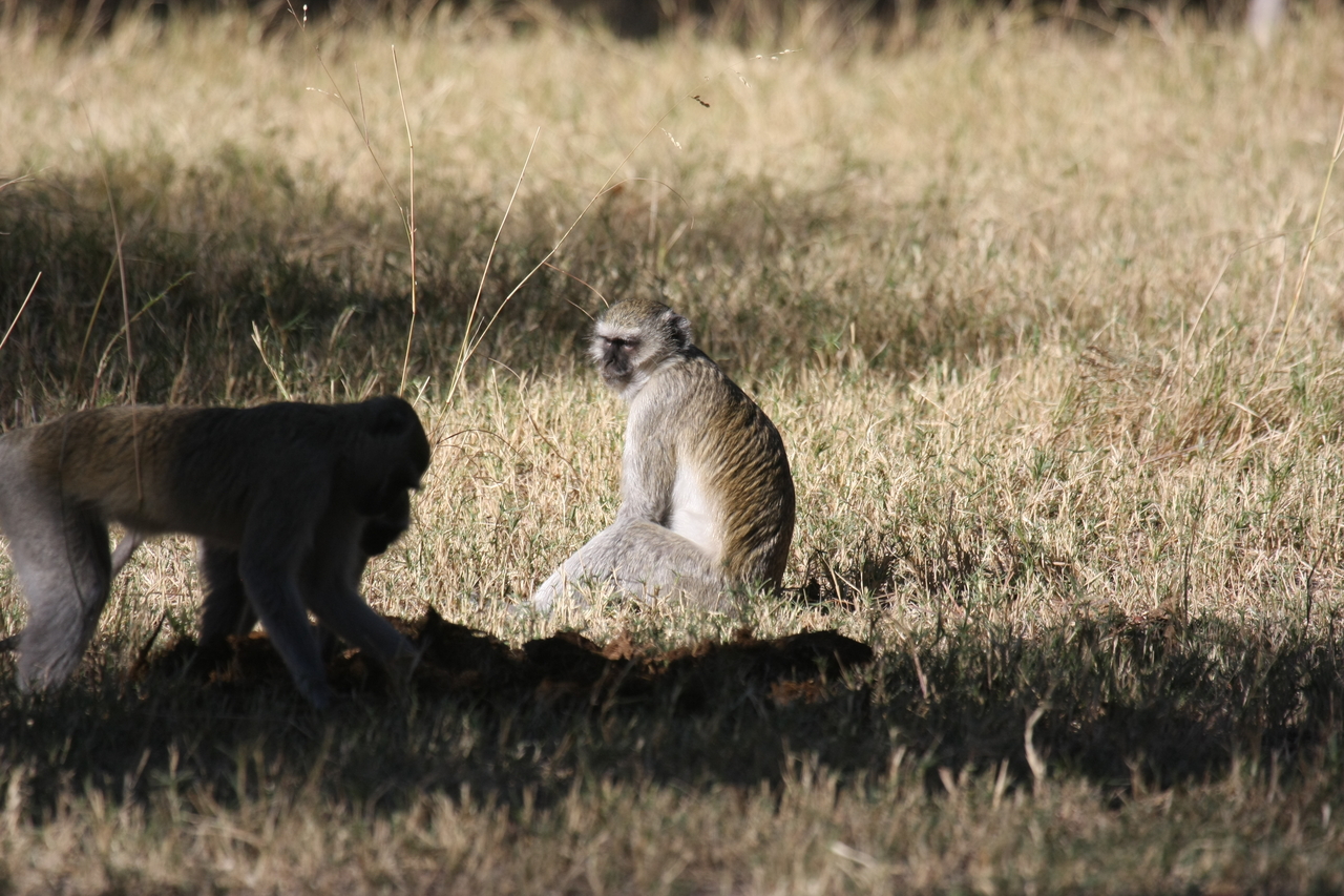 [20982] 2016_06_29_03_12_01_Africa_Canon_EOS_40D_IMG__00073.jpg