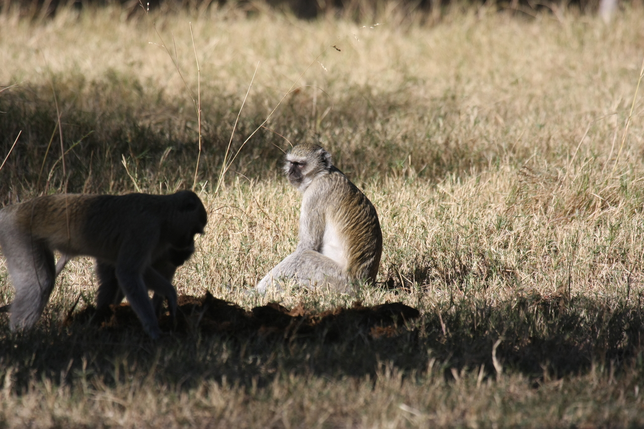 [20985] 2016_06_29_03_12_01_Africa_Canon_EOS_40D_IMG__10761.jpg