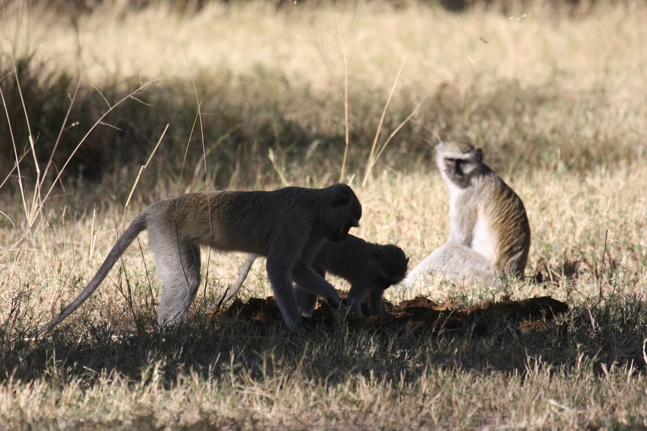 [20988] 2016_06_29_03_12_05_Africa_Canon_EOS_40D_IMG__00075.jpg
