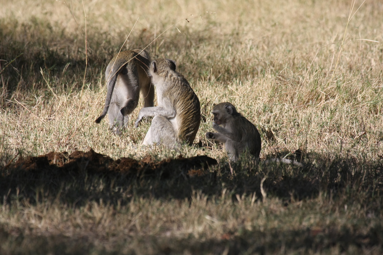 [20998] 2016_06_29_03_12_14_Africa_Canon_EOS_40D_IMG__00079.jpg