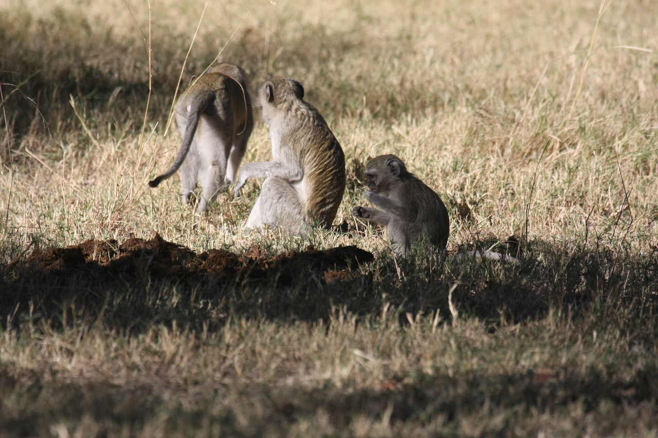 [21000] 2016_06_29_03_12_14_Africa_Canon_EOS_40D_IMG__03320.jpg