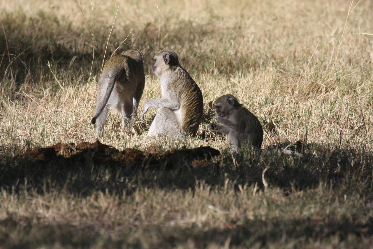 [21002] 2016_06_29_03_12_14_Africa_Canon_EOS_40D_IMG__10766.jpg