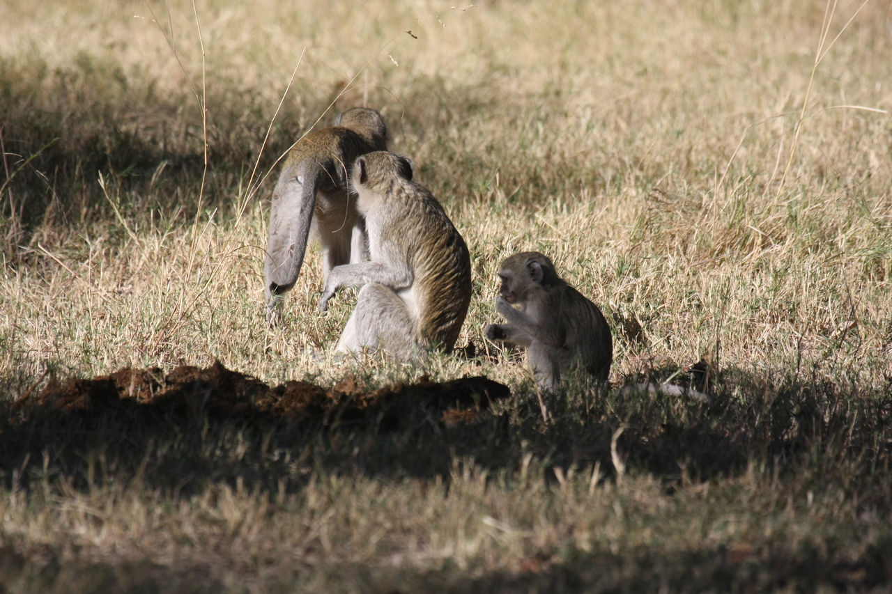 [21005] 2016_06_29_03_12_15_Africa_Canon_EOS_40D_IMG__00081.jpg