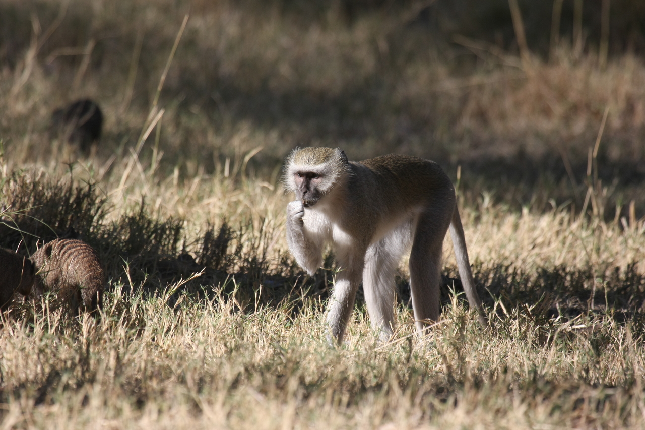 [21008] 2016_06_29_03_12_24_Africa_Canon_EOS_40D_IMG__00082.jpg